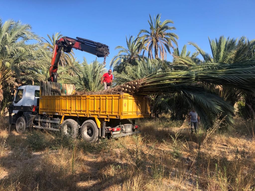 camion remolcando palmera