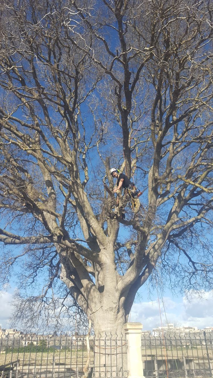 Hombre podando un arbol con arnés