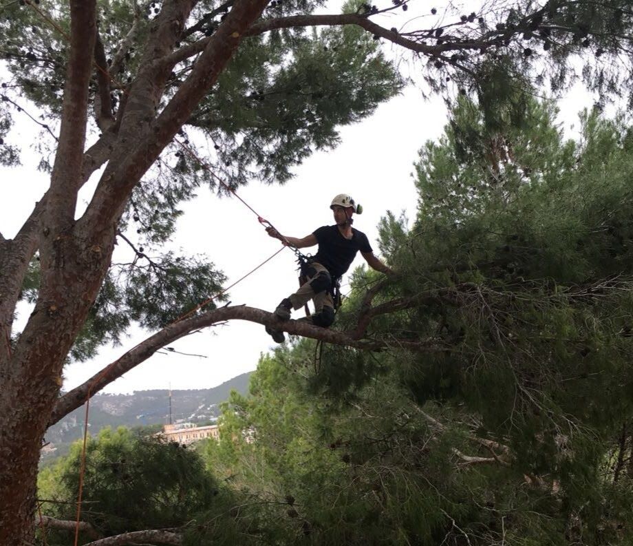 Hombre podando un arbol con arnés