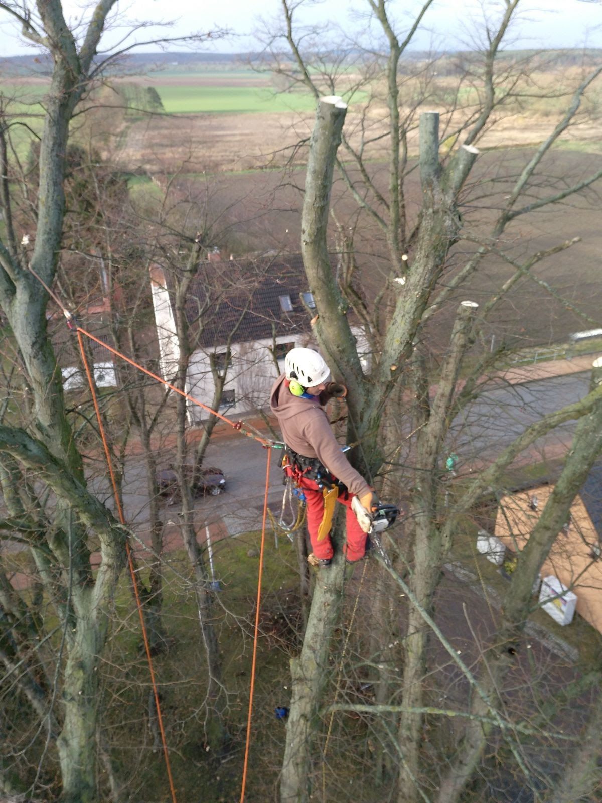 Hombre podando un arbol a gran altura en mallorca