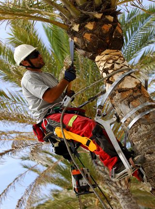 poda de palmera